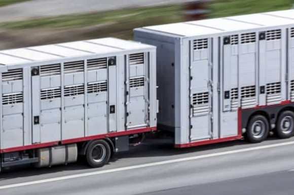 Konwojent przy transporcie zwierząt – sprawdź, jakie licencje musisz zdobyć