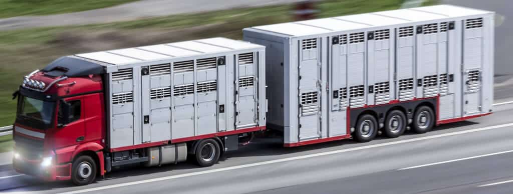 Konwojent przy transporcie zwierząt – sprawdź, jakie licencje musisz zdobyć